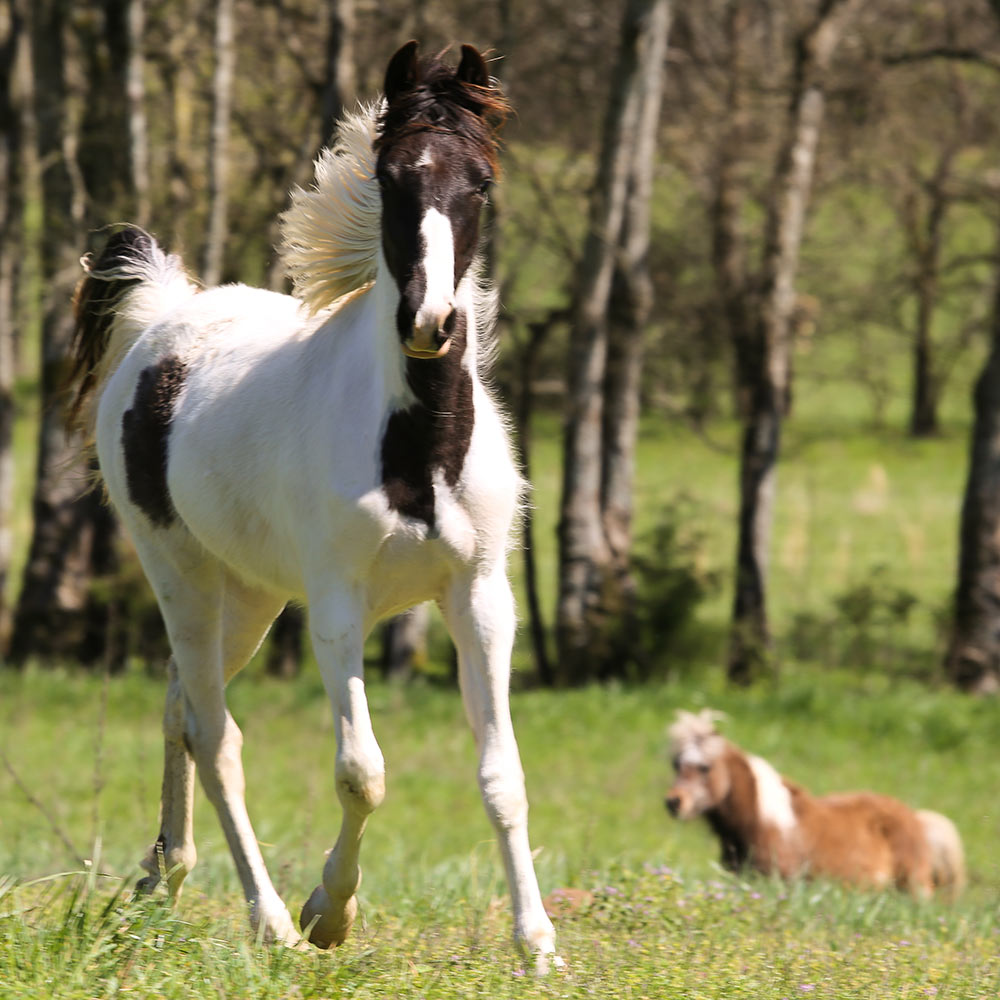 Retired Horses | The Residents of Southern Paradise Retired Horse Farm