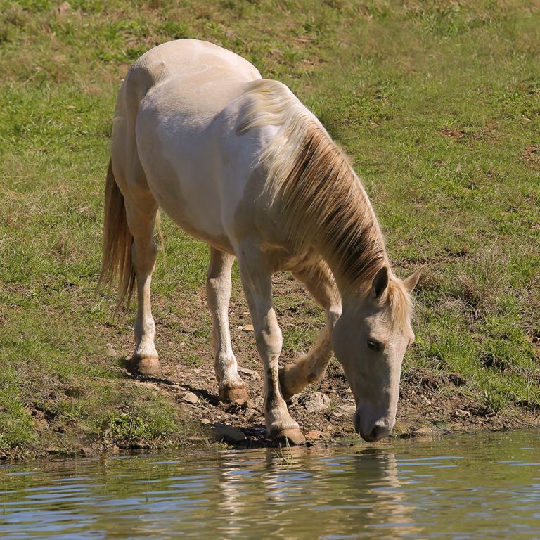 002-horse-retirement-pasture-boarding-tennessee | Southern Paradise