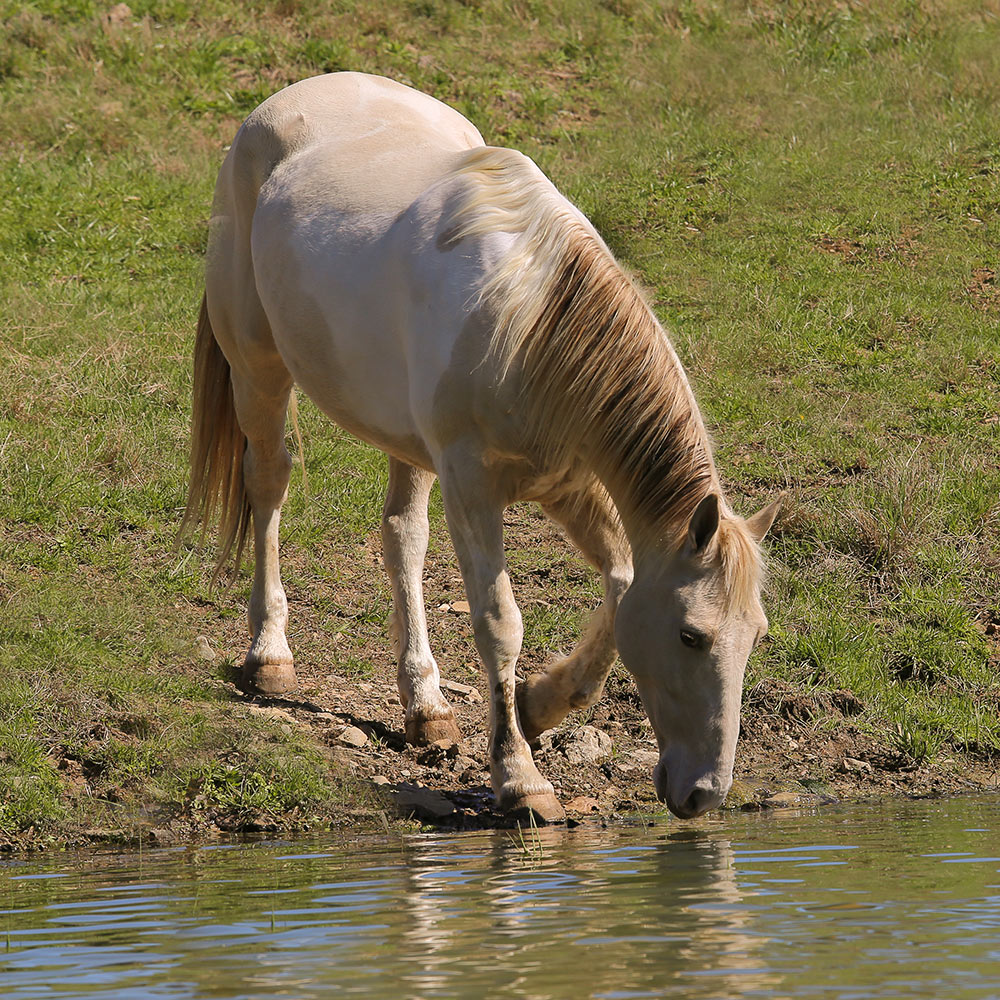 Retired Horses of Southern Paradise Horse Retirement Farms