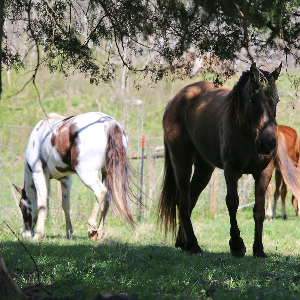 Retired Horses of Southern Paradise Horse Retirement Farms