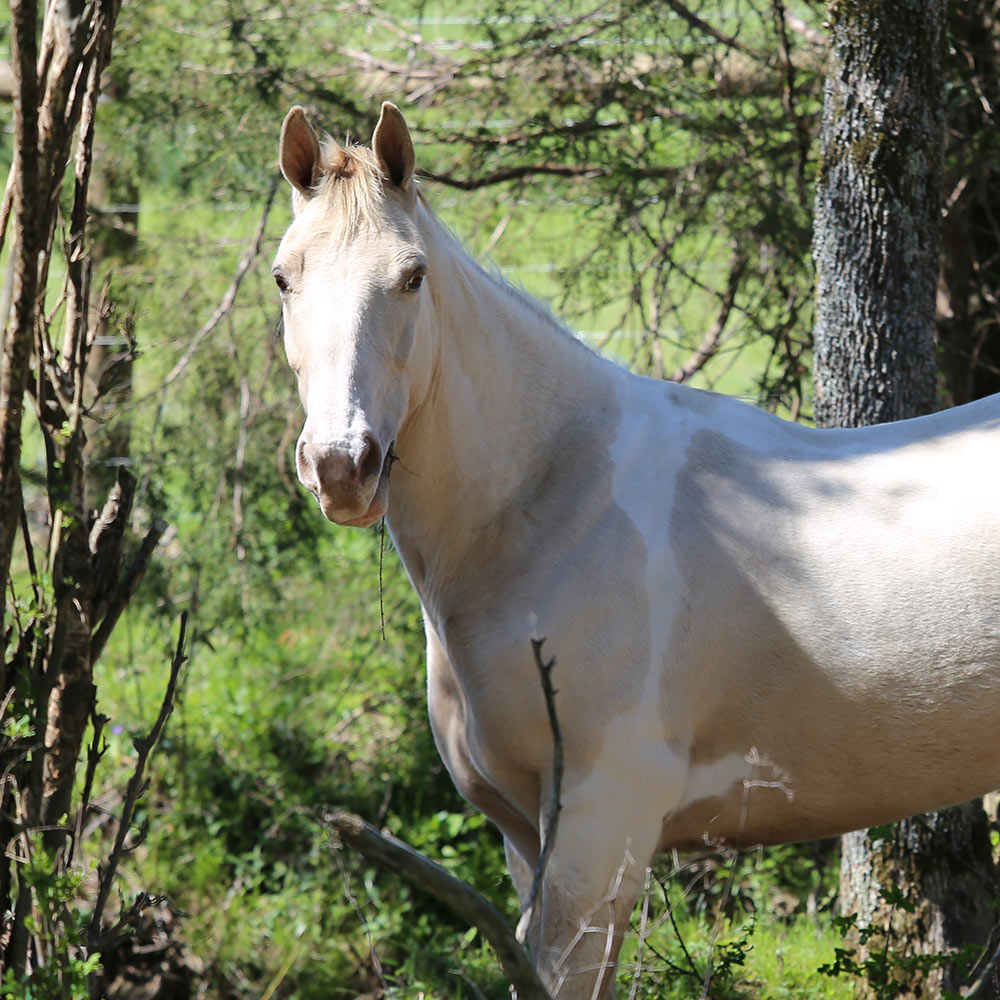 Retired Horses of Southern Paradise Horse Retirement Farms