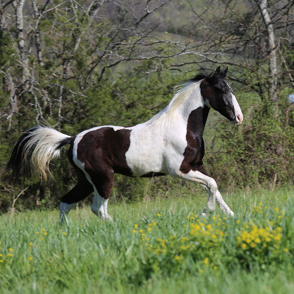 Retired Horses of Southern Paradise Horse Retirement Farms