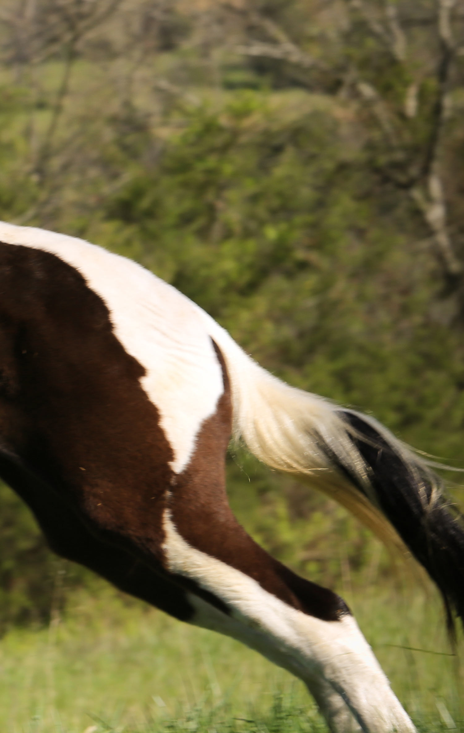 Equine Retirement Home