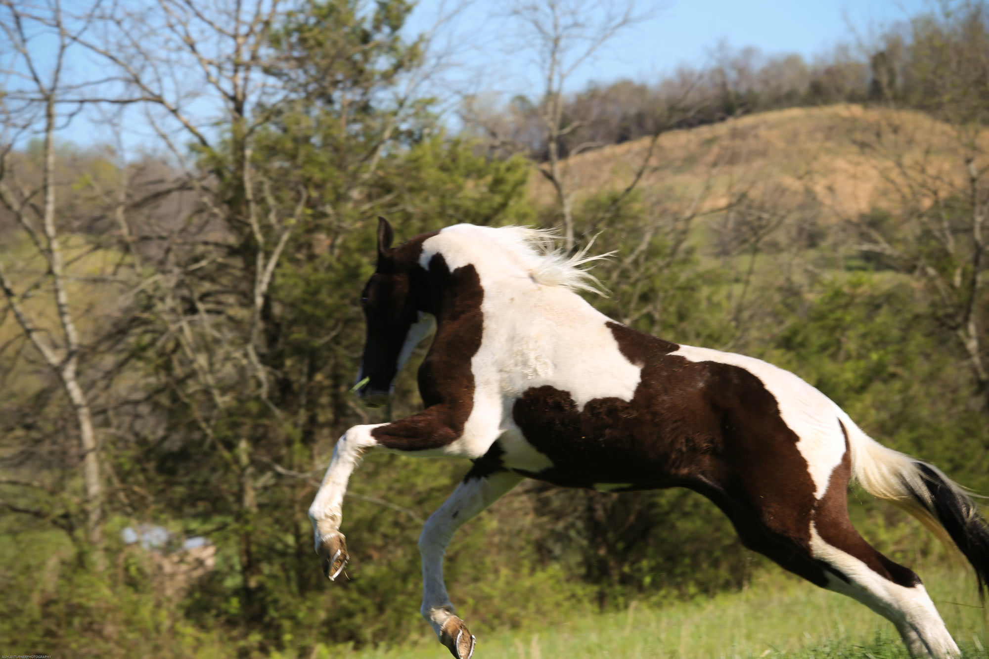 Equine Retirement Home