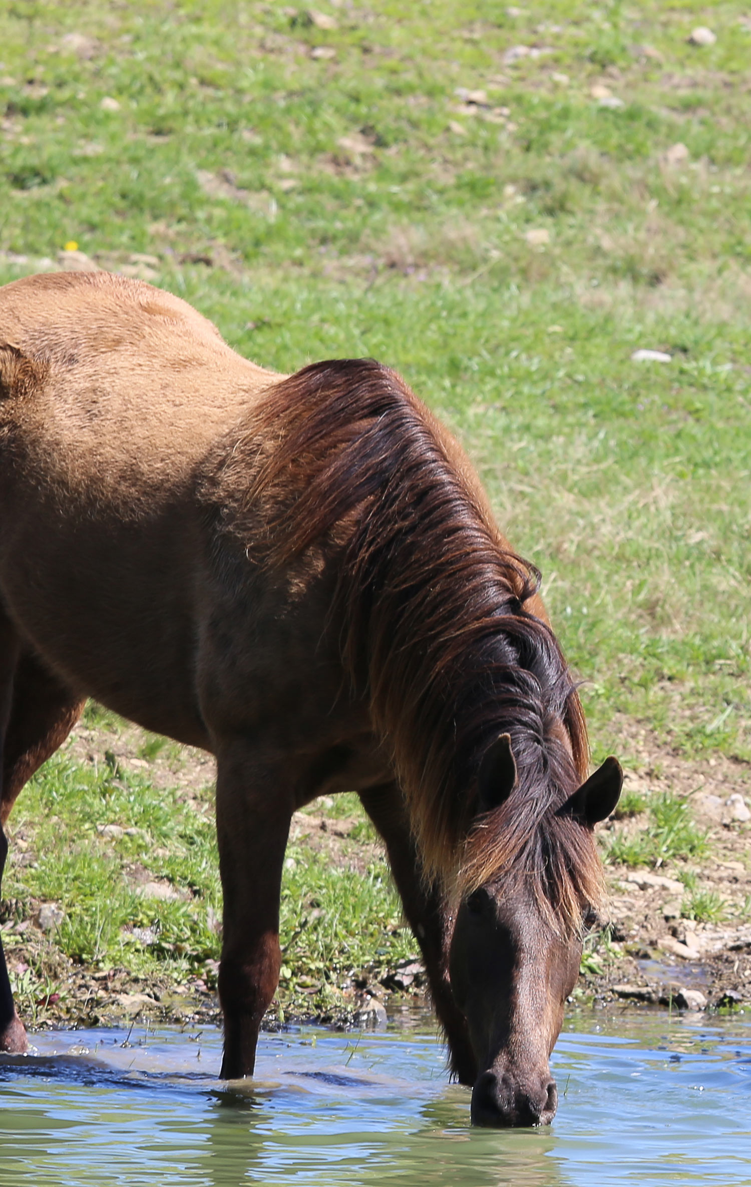 Retired Horses