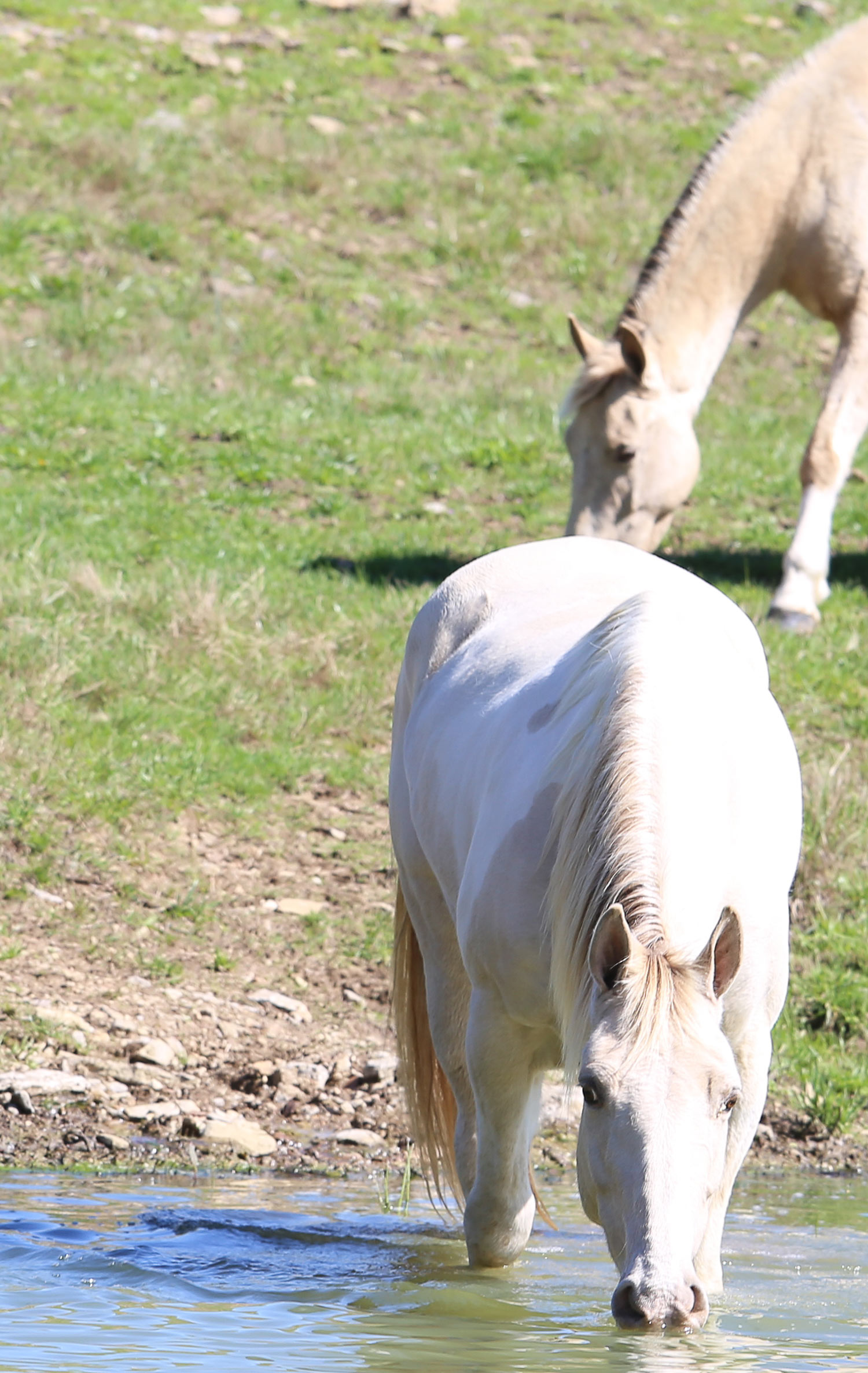 Retired Horses