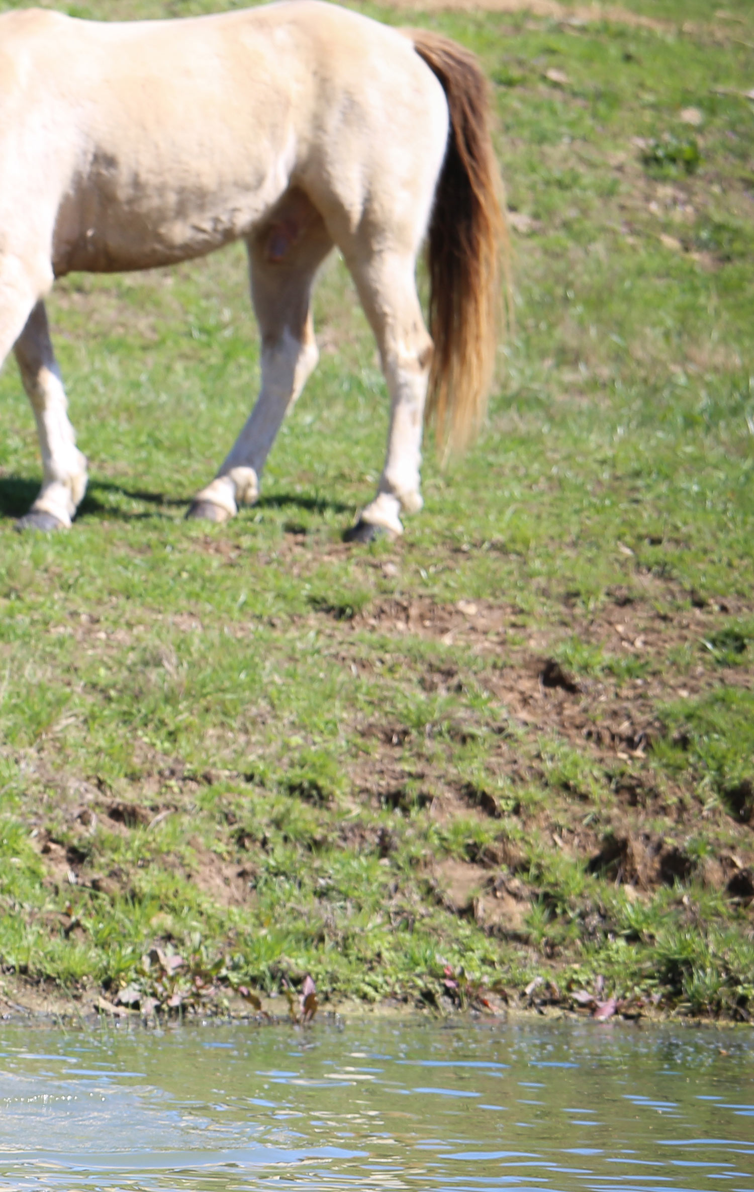 Retired Horses