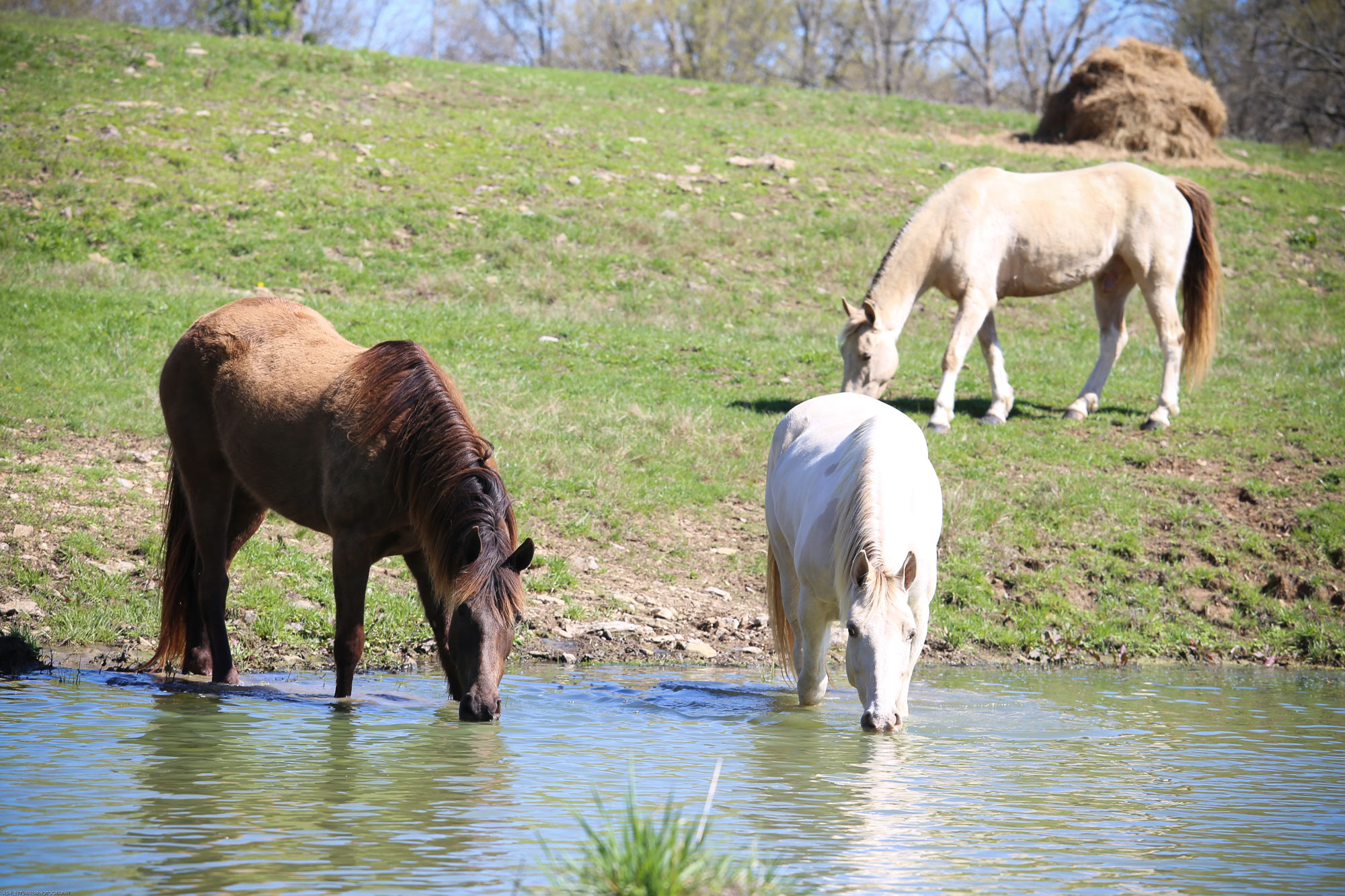 Retired Horses