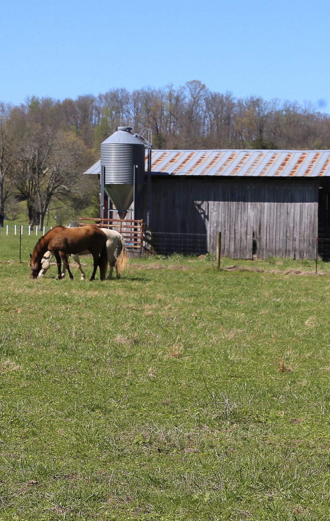 retired-horse-farm-tennessee-southern-paradise-20-southern-paradise