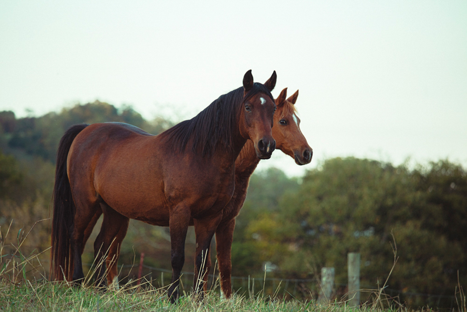 Pasture Boarding | Southern Paradise Horse Retirement Home