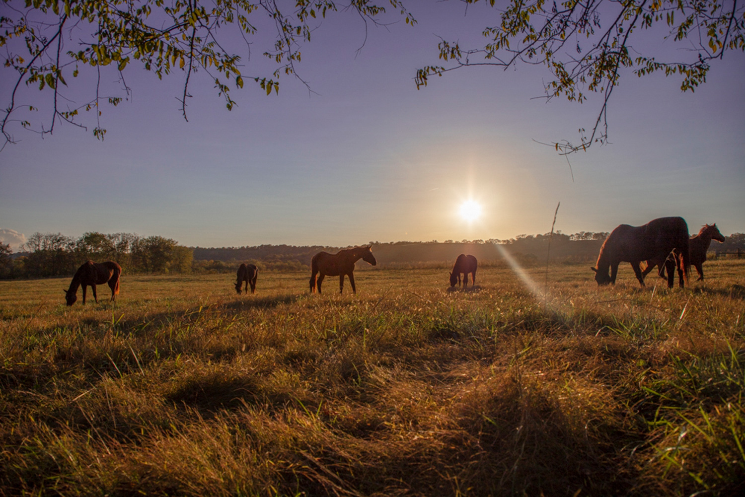 Pasture Boarding | Southern Paradise Horse Retirement Home