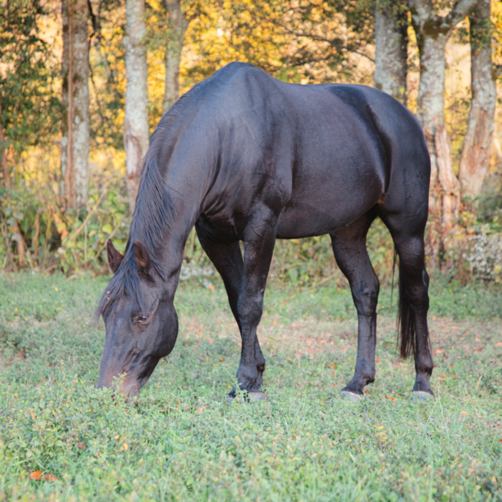 Retired Horses of Southern Paradise Horse Retirement Farms
