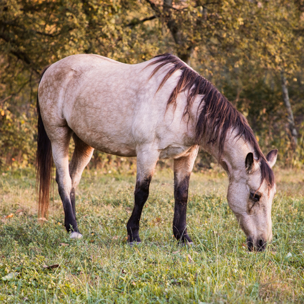 Retired Horses of Southern Paradise Horse Retirement Farms