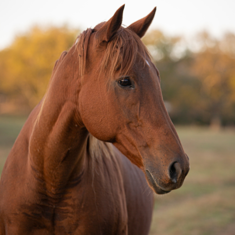 Retired Horses of Southern Paradise Horse Retirement Farms