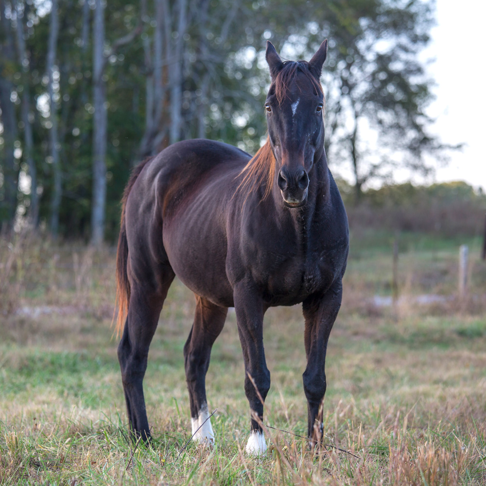 Retired Horses of Southern Paradise Horse Retirement Farms