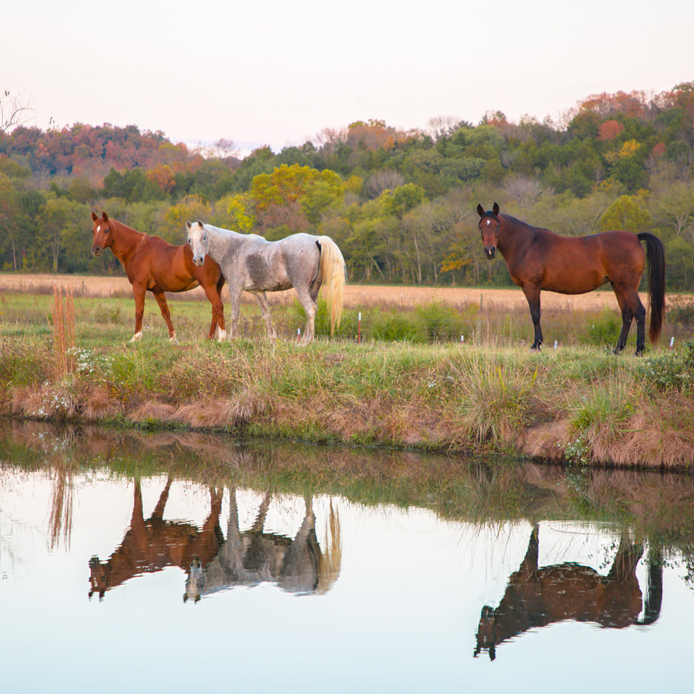 Retired Horses of Southern Paradise Horse Retirement Farms