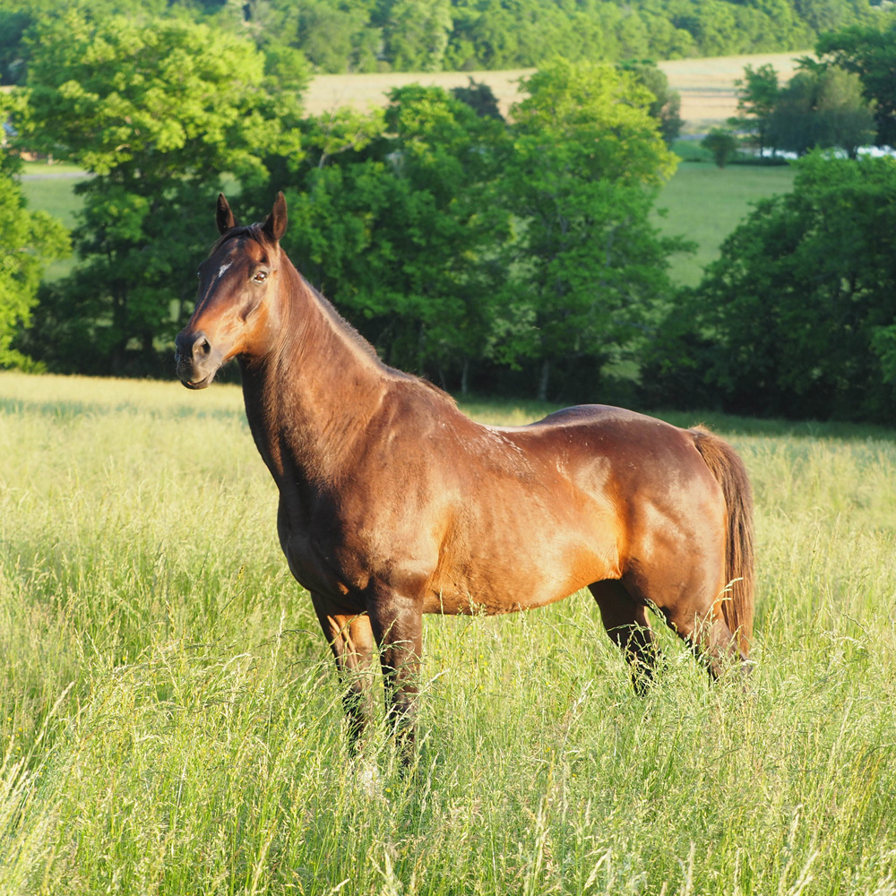 Retired Horses of Southern Paradise Horse Retirement Farms