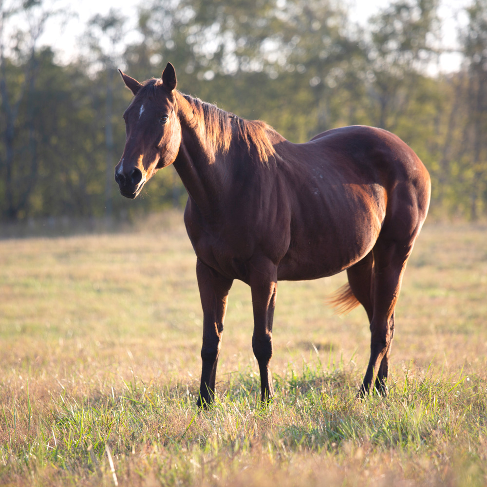 Retired Horses of Southern Paradise Horse Retirement Farms