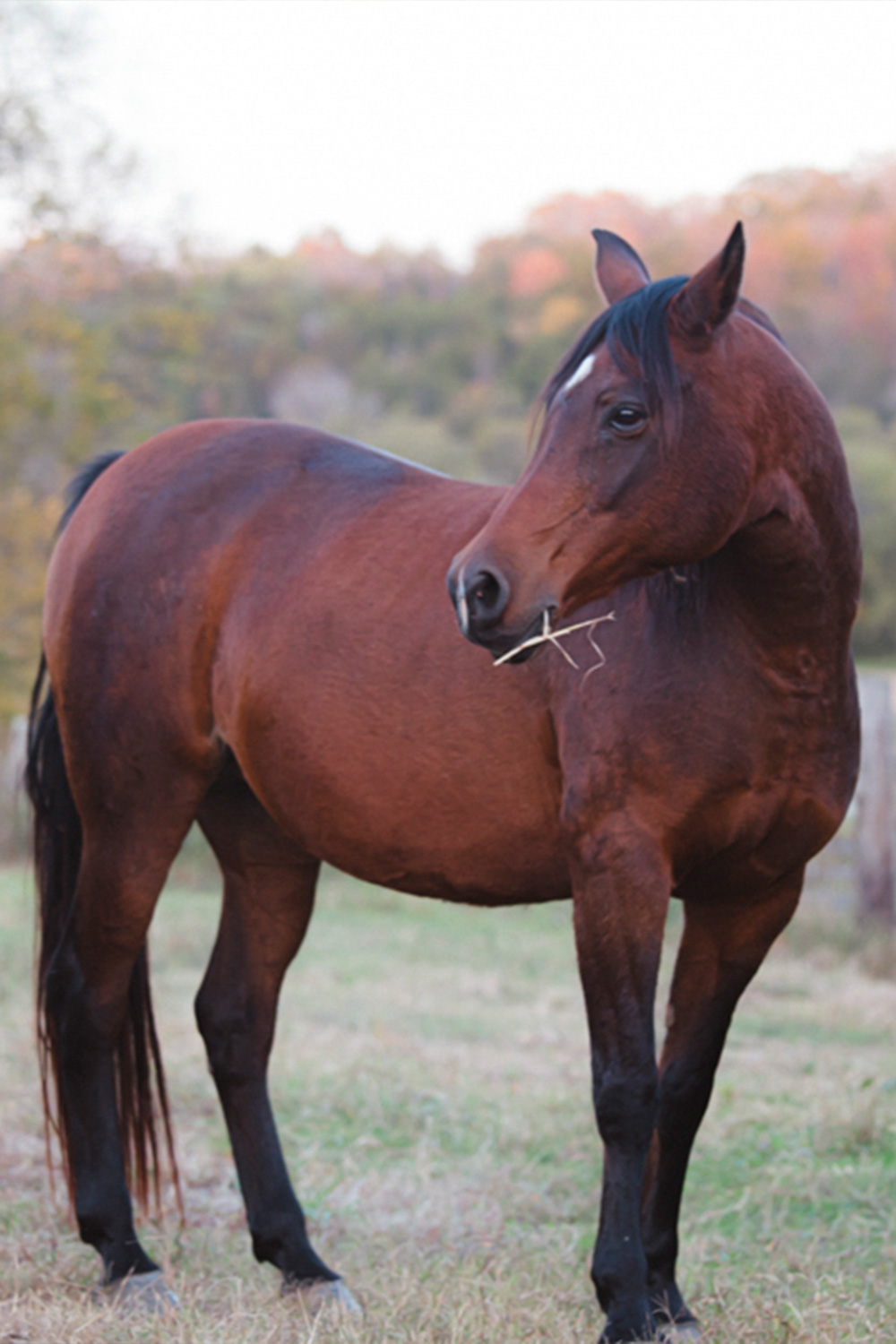 Horse Retirement Farms - Retired Horse in Pasture