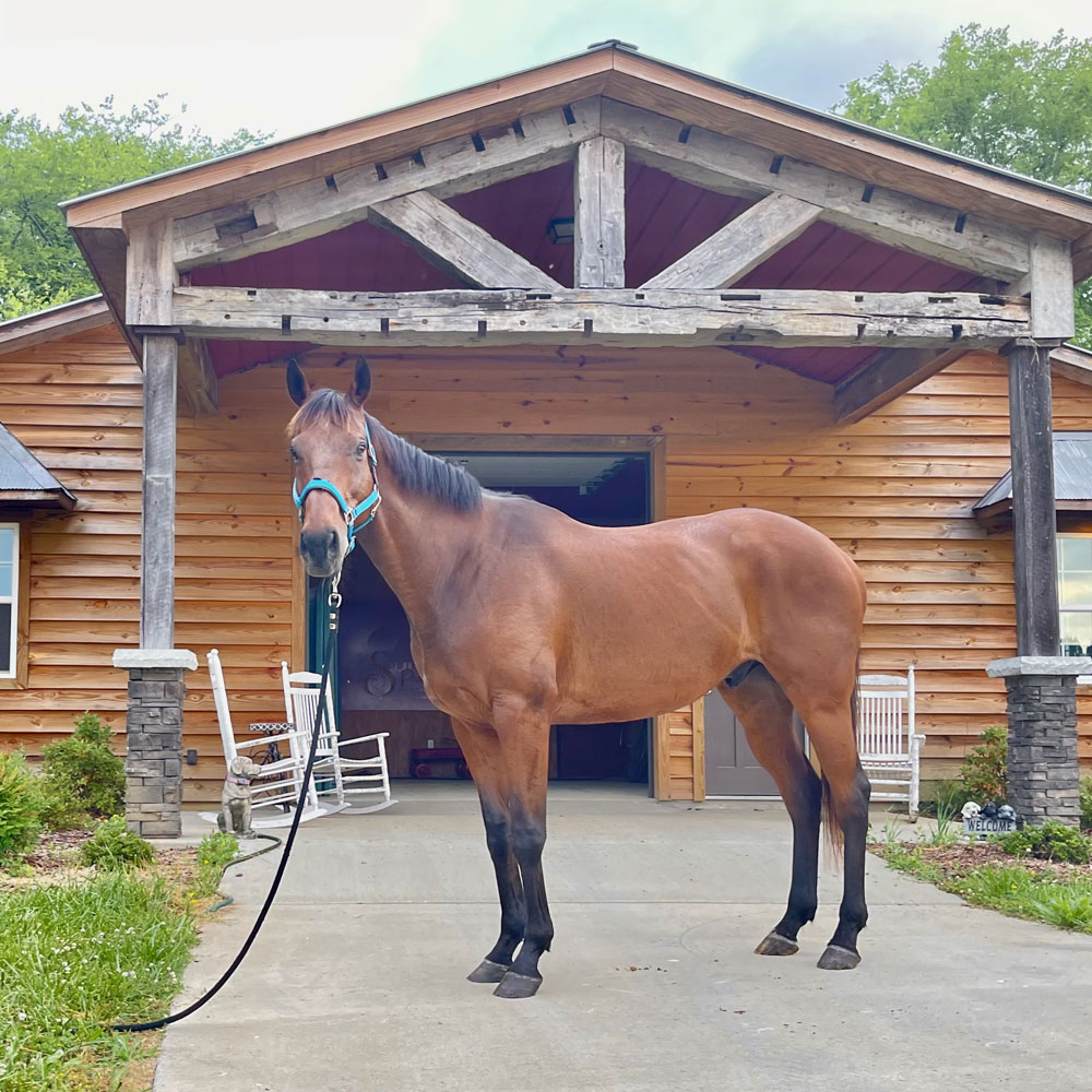 Retired Horses of Southern Paradise Horse Retirement Farms