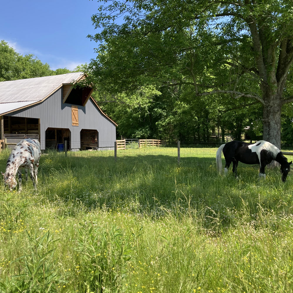 Retired Horses of Southern Paradise Horse Retirement Farms