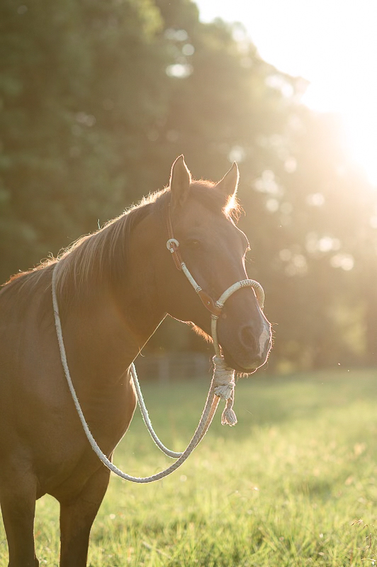 Horse Retirement Farms - Playing in the Water