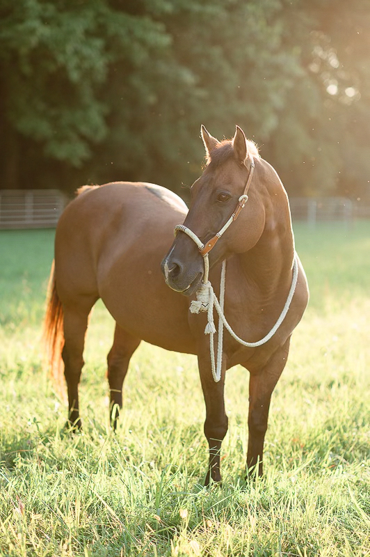 Horse Retirement Farms - Retired Horse in Pasture